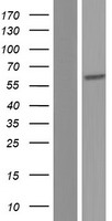 HPSE2 Human Over-expression Lysate