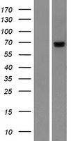 PIGT Human Over-expression Lysate