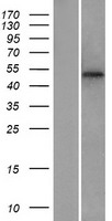 MFSD1 Human Over-expression Lysate