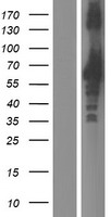ZNF185 Human Over-expression Lysate