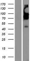 SERINC5 Human Over-expression Lysate