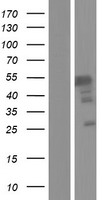 BRUNOL6 (CELF6) Human Over-expression Lysate