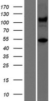 ATXN10 Human Over-expression Lysate
