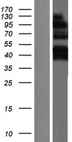 Gamma taxilin (TXLNG) Human Over-expression Lysate