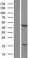 LMX1A Human Over-expression Lysate