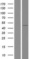 TAF7L Human Over-expression Lysate