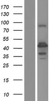 HAUS4 Human Over-expression Lysate