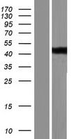 PP11 (ENDOU) Human Over-expression Lysate