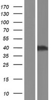 ELAVL2 Human Over-expression Lysate
