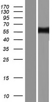 SSH3BP1 (ABI1) Human Over-expression Lysate