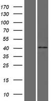 HAUS4 Human Over-expression Lysate