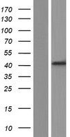 Pepsinogen II (PGC) Human Over-expression Lysate