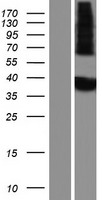 MINPP1 Human Over-expression Lysate