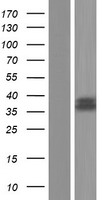 Manic Fringe (MFNG) Human Over-expression Lysate