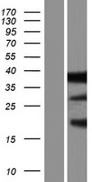 CLM 9 (CD300LG) Human Over-expression Lysate