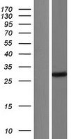 Mitocondrial Translational Initiation Factor 3 (MTIF3) Human Over-expression Lysate