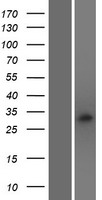 RAB40C Human Over-expression Lysate