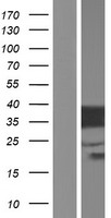 FAM133A Human Over-expression Lysate