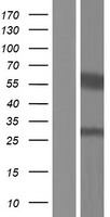 Tetraspanin 9 (TSPAN9) Human Over-expression Lysate