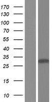 SCP3 (SYCP3) Human Over-expression Lysate