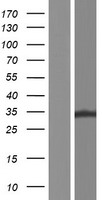 ZFAND1 Human Over-expression Lysate