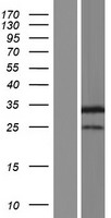 ITM2A Human Over-expression Lysate