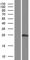 SENP8 Human Over-expression Lysate
