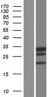 LHPP Human Over-expression Lysate