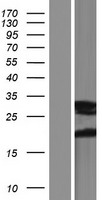FAM3A Human Over-expression Lysate