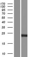 SFTPC Human Over-expression Lysate