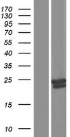 GM2A Human Over-expression Lysate