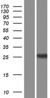 HDHD1A (PUDP) Human Over-expression Lysate