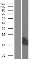 C10orf105 Human Over-expression Lysate