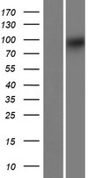 TRIQK Human Over-expression Lysate