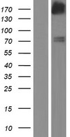 FGD5 Human Over-expression Lysate