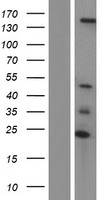 UBN2 Human Over-expression Lysate