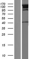 JMY Human Over-expression Lysate