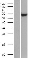 C20orf186 (BPIFB4) Human Over-expression Lysate