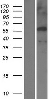 EGR4 Human Over-expression Lysate