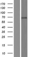 KLHL35 Human Over-expression Lysate