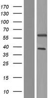 UAP1L1 Human Over-expression Lysate