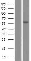 FADS1 Human Over-expression Lysate