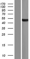 ASB10 Human Over-expression Lysate