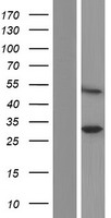 SPRYD5 (TRIM51) Human Over-expression Lysate