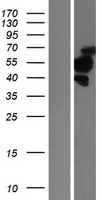 TBRG1 Human Over-expression Lysate