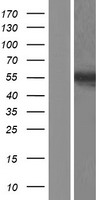 HOXA10 Human Over-expression Lysate