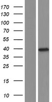 C6orf134 (ATAT1) Human Over-expression Lysate