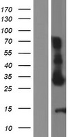 CHAC1 Human Over-expression Lysate