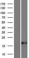 GLOD5 Human Over-expression Lysate