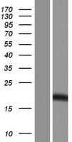 LLCFC1 Human Over-expression Lysate